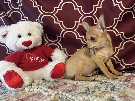 SWEET LITTLE MALE CHARLIE