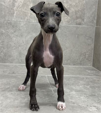 Italian Greyhound 2640-01