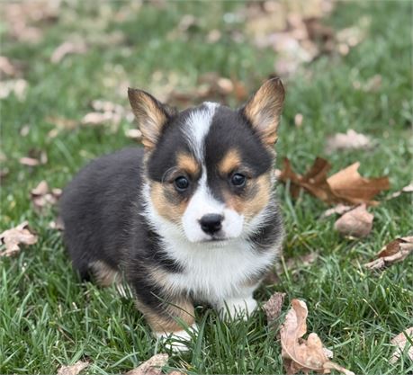 Precious American Corgi