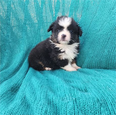 TINY Toy Australian Shepherd