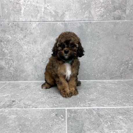 Cavapoo 2681-03