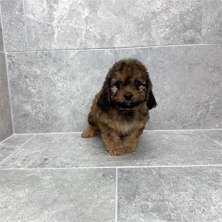 Cavapoo 2681-01