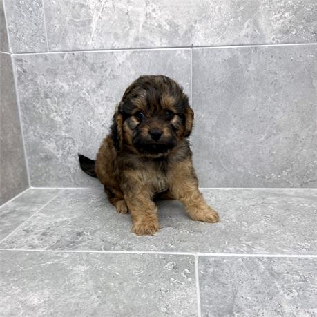 Cavapoo 2681-02