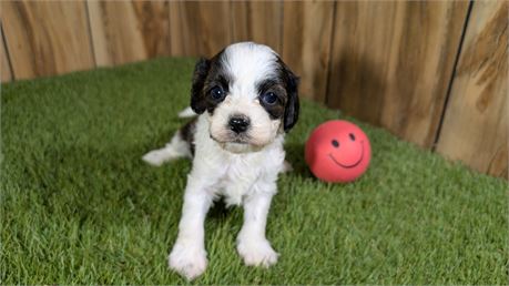 Sable &White female cavapoo
