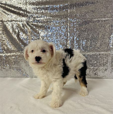 AUSSIEDOODLE MINI PUPS - CLEAN USDA