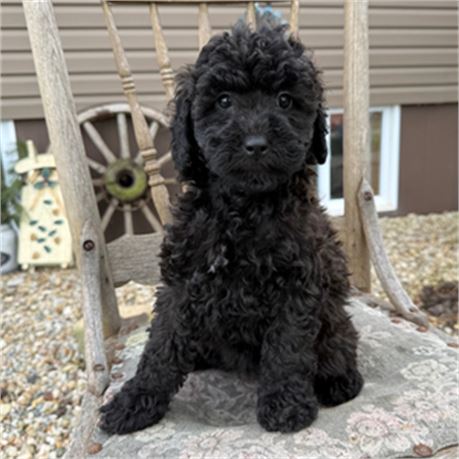 F1B Mini Goldendoodle - Tiarra