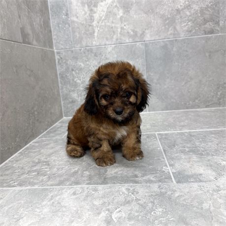 Cavapoo 2681-04