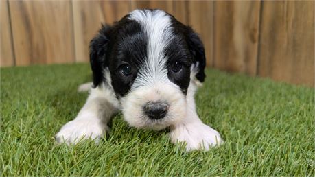 Black and white make