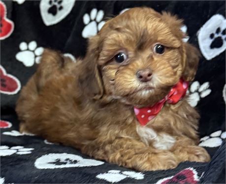 Gorgeous chocolate sable male Shihpoo-excellent personality