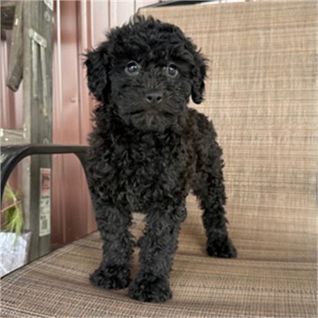 F1B Mini Goldendoodle - Tessa