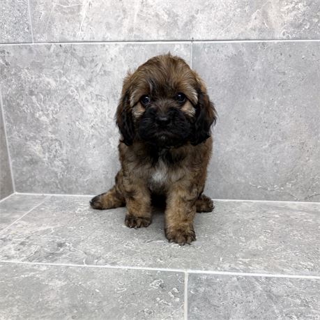 Cavapoo 2681-05