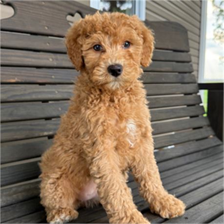 F1B Mini Goldendoodle - Tori