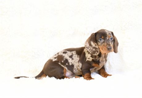 Godiva 4 ~ SLIGHT OVERBITE  ~