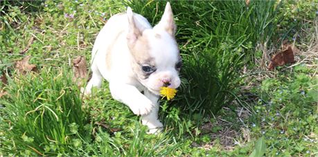Blue Merle Piebald Boy