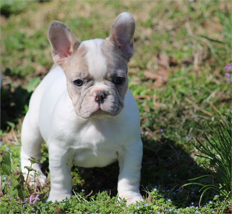 Blue Merle Piebald Boy