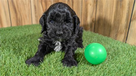 Black male Cavapoo