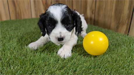 Black & white Female Cavapoo