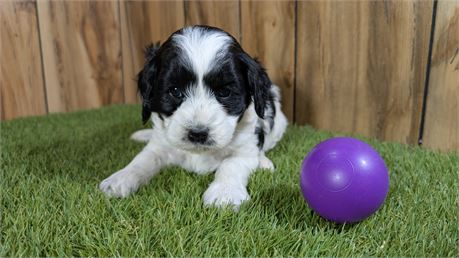 Black & white Female Cavapoo