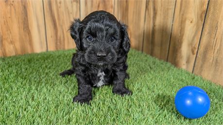 Black male Cavapoo