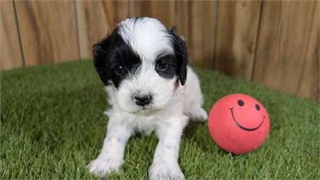 Black & white Female Cavapoo