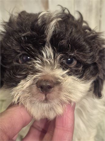 Adorable Chocolate & White Shorkiepoo male.