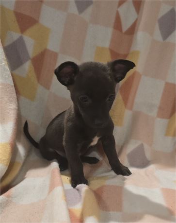 Cpr male chocolate Jackchi