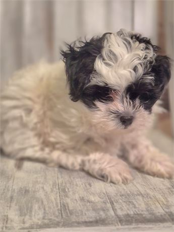 Adorable black & White Shorkiepoo male.