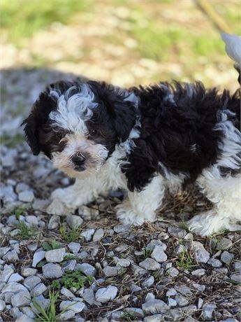 Furry little male Shorkiepoo