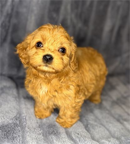 F1B Male Cavapoo