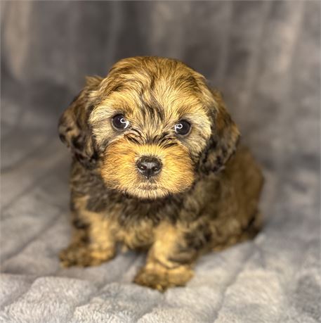 F1B Male Cavapoo