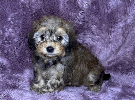 F1B Female Cavapoo