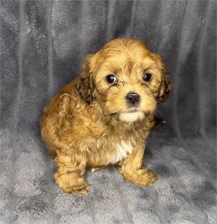 F1B Male Cavapoo