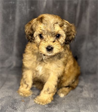 F1B Male Cavapoo