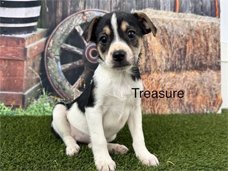 Jack Russell Cross - Treasure: OFFERS ACCEPTED