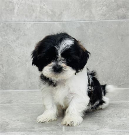 Shihtzu 2687-03
