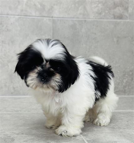 Shihtzu 2687-01