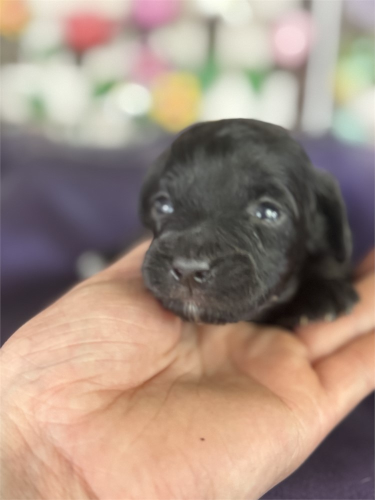 Black Aussie-poo male-Chuck