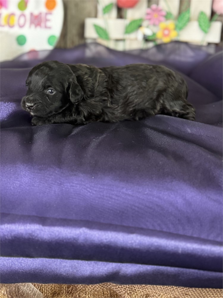 Black Aussie-poo male-Chuck