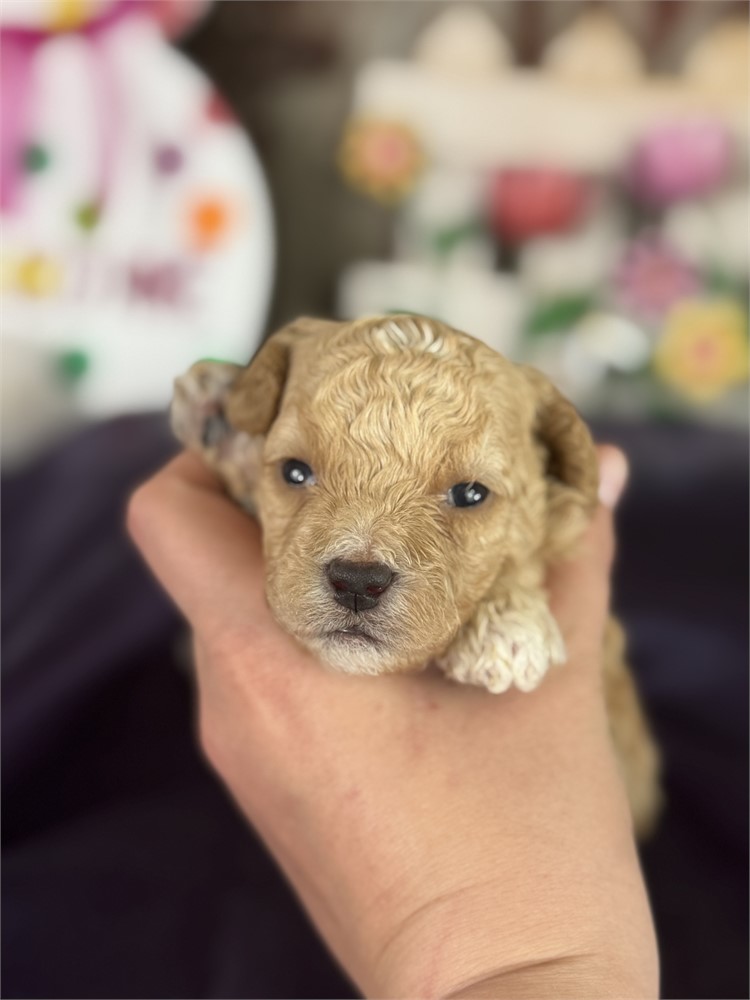 Apricot Aussie-poo male-Comet
