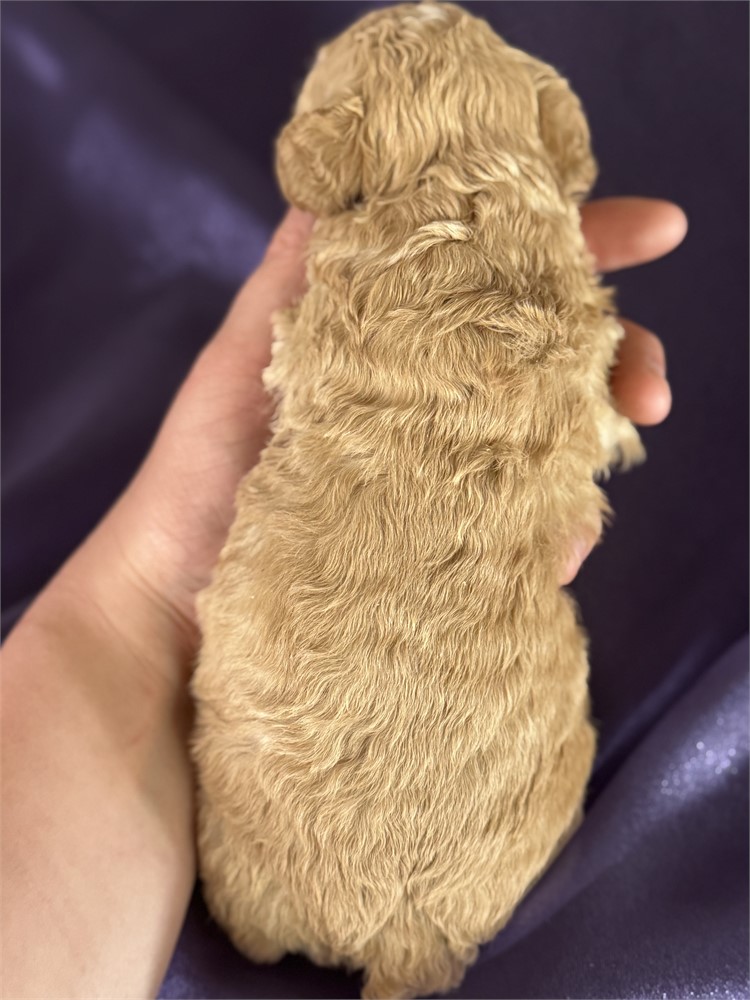 Apricot Aussie-poo male-Comet