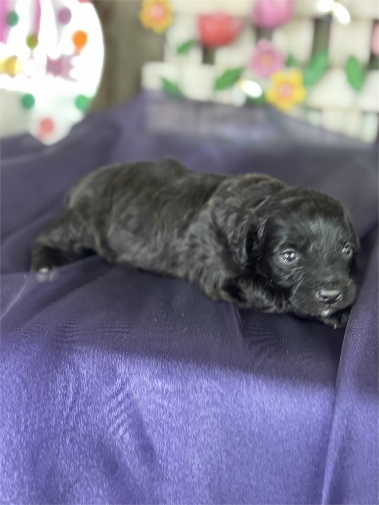 Black Aussie-poo male-Chuck