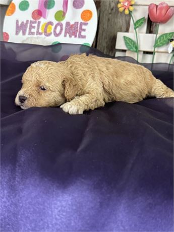 Apricot Aussie-poo male-Comet