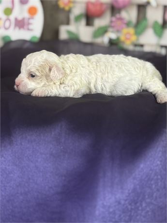 Apricot and White Aussie-poo Female-Camille