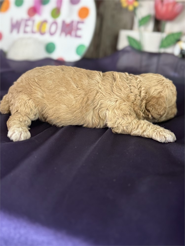 Apricot Aussie-poo male-Comet