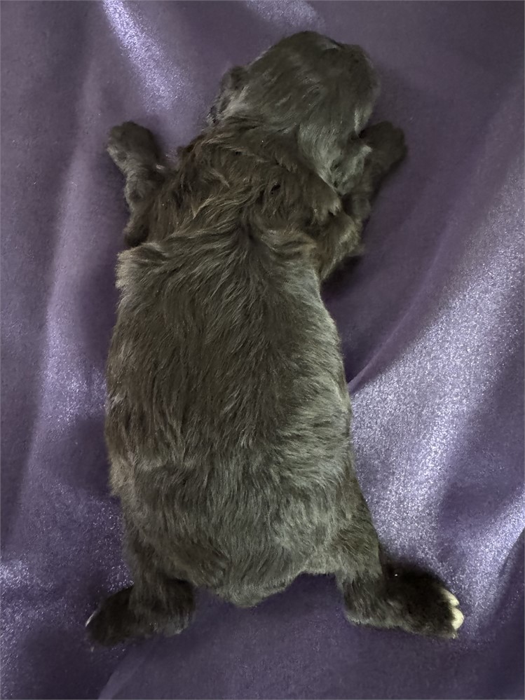 Black Aussie-poo male-Chuck