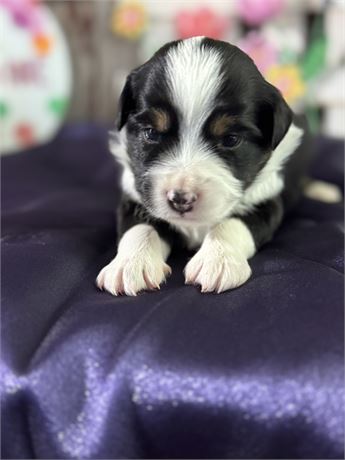 Black Tri female Mini Australian Shepherd- Sky