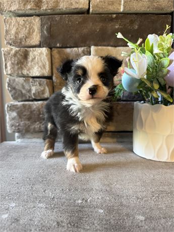Small mini female
