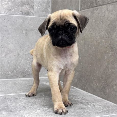 Pug 26109-02