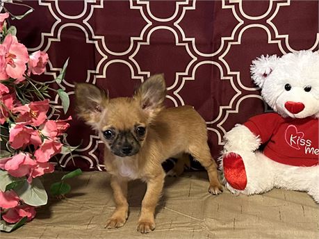 SWEET LITTLE FEMALE TINKER