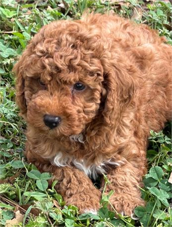 CPR male Toy/miniature poodle